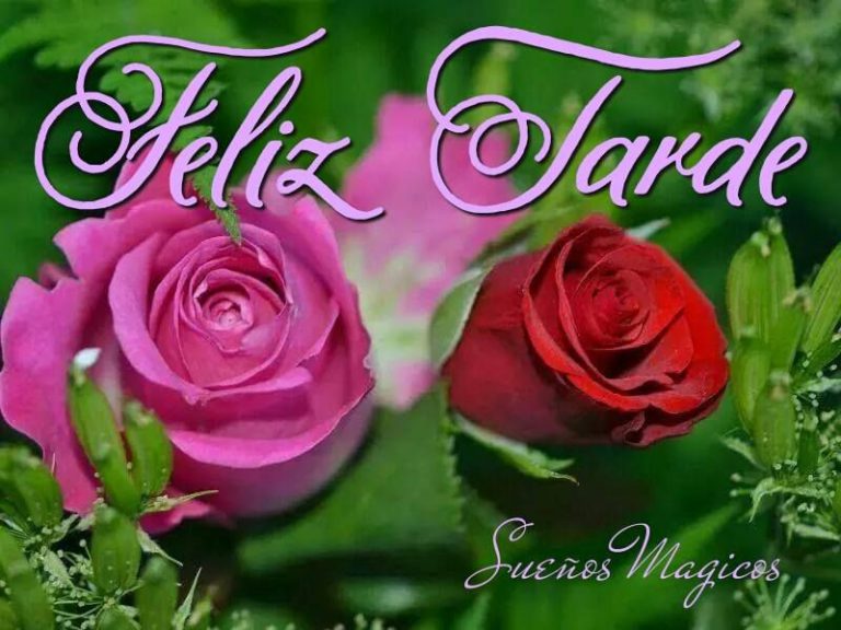 Saludos De Buenas Tardes Para Whatsapp Celular