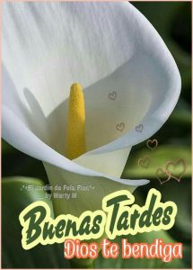Tarde Bonita Para Facebook Y Whatsapp