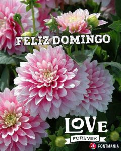 Tarjetas De Feliz Domingo Para Whatsapp