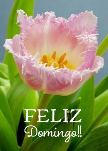 Un Buen Domingo Para Todos Para Celular