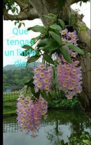 Un Buenos Dias Para Mi Novio Para Descargar