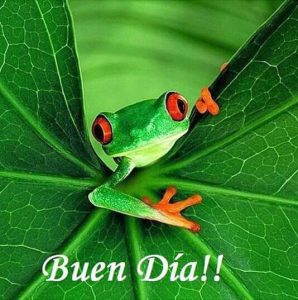 Ver Imagenes Bonitas De Buenos Dias Para Mi Amor