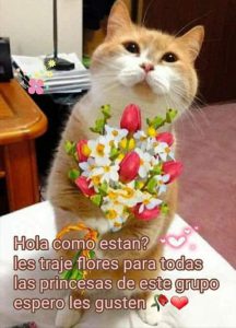 Ver imágenes d buenos días para WhatsApp