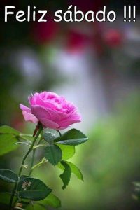 Video Feliz Sabado Para Descargar
