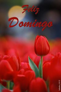 Videos De Feliz Domingo Para Celular