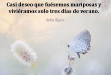Photo of Casi Deseo Que Fuesemos Mariposas Y Vivieramos Solo Tres Dias De Verano frases bonitas