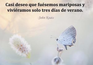 Casi Deseo Que Fuesemos Mariposas Y Vivieramos Solo Tres Dias De Verano frases bonitas