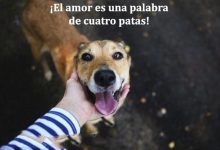 Photo of El Amor Es Una Palabra De Cuatro Patas frases bonitas