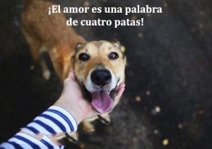 El Amor Es Una Palabra De Cuatro Patas frases bonitas