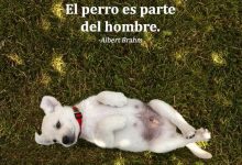 Photo of El Perro Es Parte Del Hombre frases bonitas
