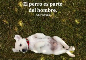 El Perro Es Parte Del Hombre frases bonitas