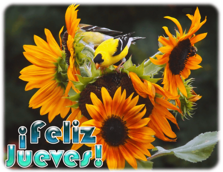 Feliz Jueves Frases Cristianas Para Celular Descargar
