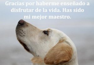 Gracias Por Haberme Ensenado A Disfrutar De La Vida Has Sido Mi Mejor Maestro frases bonitas