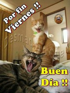 Imagenes De Feliz Viernes Con Frases Bonitas