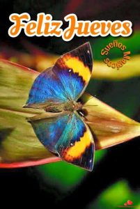 Jueves Frase Del Dia Para Celular Descargar