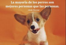 Photo of La Mayoria De Perros Son Mejores Personas Que Las Personas frases bonitas