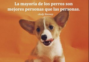 La Mayoria De Perros Son Mejores Personas Que Las Personas frases bonitas
