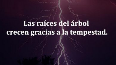Photo of Las Raices Del Arbol Crecen Gracias A La Tempestad frases bonitas
