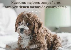 Los mejores companeros rara vez tienen menos de cuatro patas frases bonitas