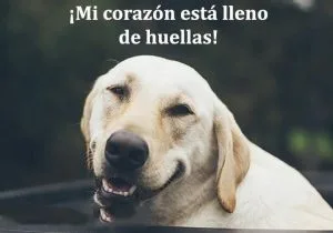 Mi corazón esta lleno de huellas frases bonitas