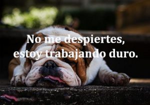 No Me Despiertes Estoy Trabajando Duro frases bonitas