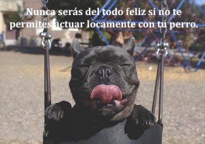 Nunca Seras Del Todo Feliz Si No Te Permites Actuar Locamente Con Tu Perro frases bonitas