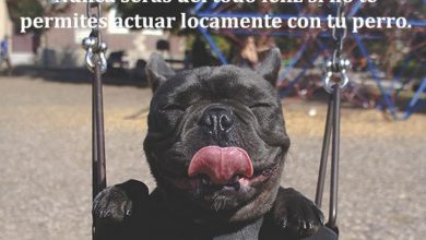 Photo of Nunca Seras Del Todo Feliz Si No Te Permites Actuar Locamente Con Tu Perro frases bonitas
