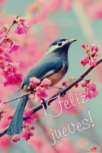 Postales De Feliz Jueves