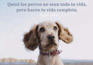 Quiza Los Perros No Sean Toda Tu Vida Pero Hacen Tu Vida Completa frases bonitas