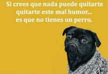 Photo of Si Crees Que Nada Puede Quitarte Este Mal Humor Es Que No Tienes Un Perro frases bonitas