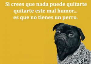 Si Crees Que Nada Puede Quitarte Este Mal Humor Es Que No Tienes Un Perro frases bonitas