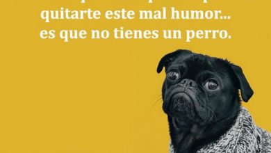 Photo of Si Crees Que Nada Puede Quitarte Este Mal Humor Es Que No Tienes Un Perro frases bonitas
