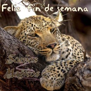 Tarjetas Para Desear Feliz Fin De Semana