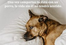 Photo of Una Vez Compartes Tu Vida Con Un Perro La Vida Sin El No Tiene Sentido frases bonitas
