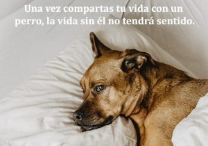 Una vez compartes tu vida con un perro la vida sin el no tiene sentido frases bonitas