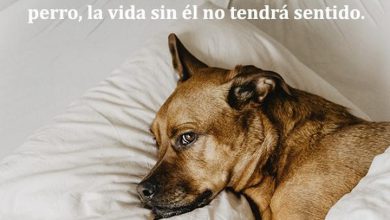 Photo of Una Vez Compartes Tu Vida Con Un Perro La Vida Sin El No Tiene Sentido frases bonitas