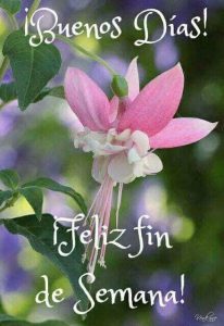Viernes Buen Fin De Semana