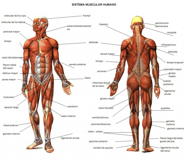 imágenes del aparato locomotor