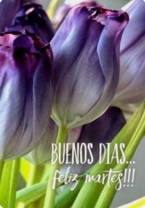 Bonito Martes Bendiciones Para Descargar Gratis