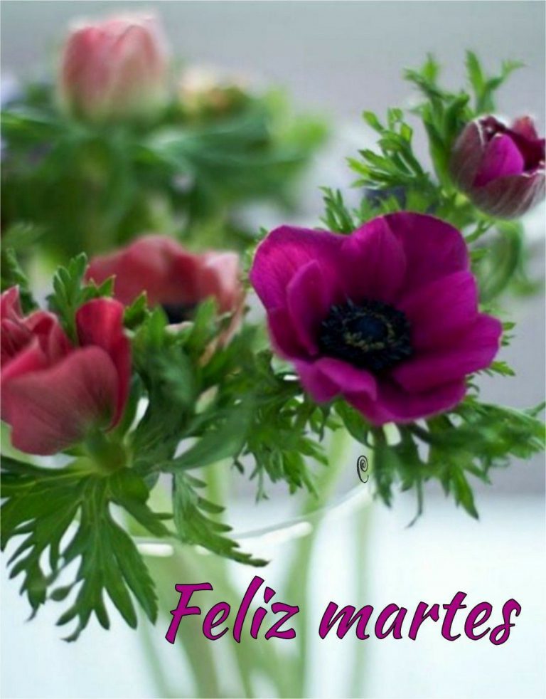 Bonito Martes Con Flores para celular