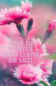 Bonito Martes Con Rosas Para Descargar Gratis para celular