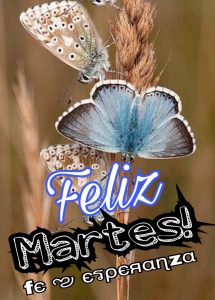 Buen Martes Amor