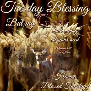 Buen Martes Chistoso Para Whatsapp Gratis para celular