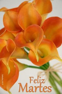 Bueno Dias Martes Para Whatsapp Gratis para celular