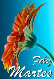 Buenos Días Mi Amor Feliz Martes Para Descargar Gratis para celular