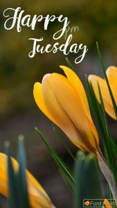 Buenos Dias Feliz Martes Grupo para celular