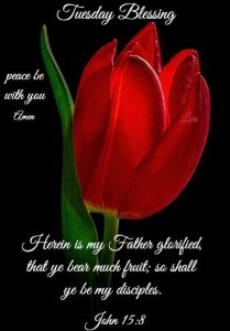 Buenos Dias Feliz Martes Para Whatsapp Gratis