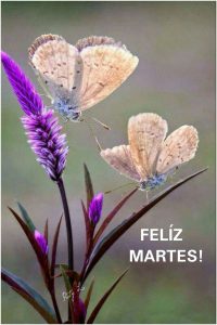 Buenos Dias Lindo Martes Bendiciones Para Whatsapp Gratis