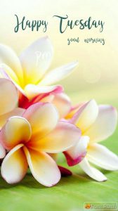 Buenos Dias Y Feliz Martes Para Whatsapp Gratis para celular