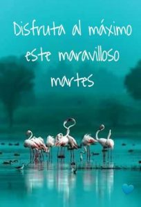 Buenos días mi amor feliz martes